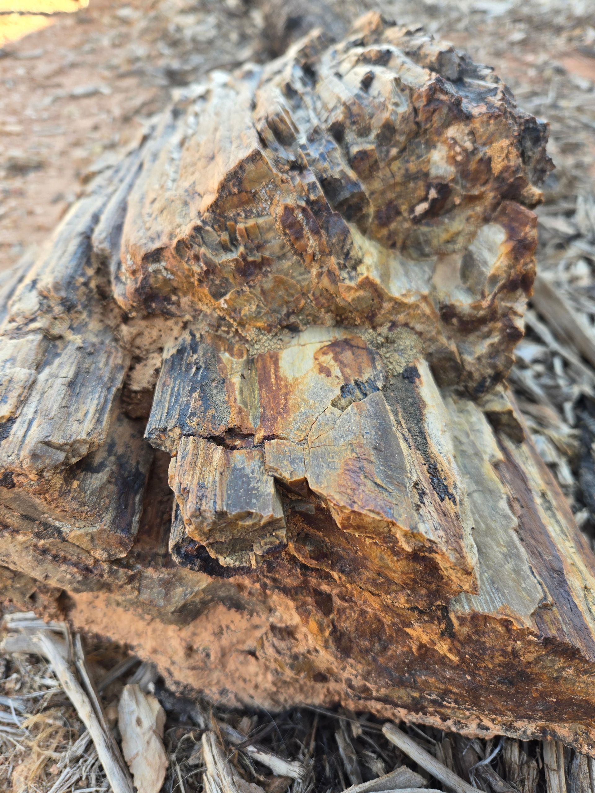 A close up of petrified wood
