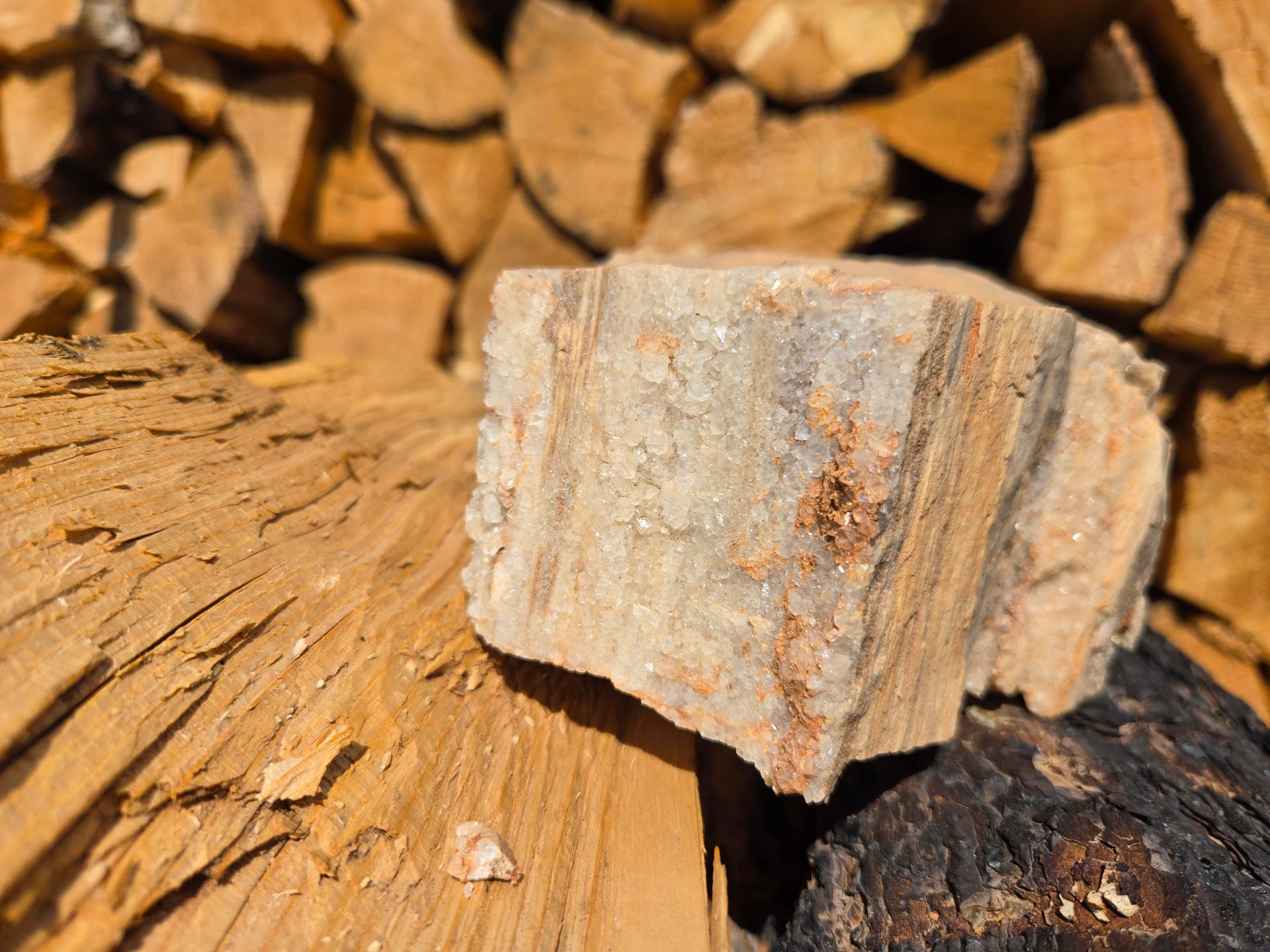 A piece of petrified wood