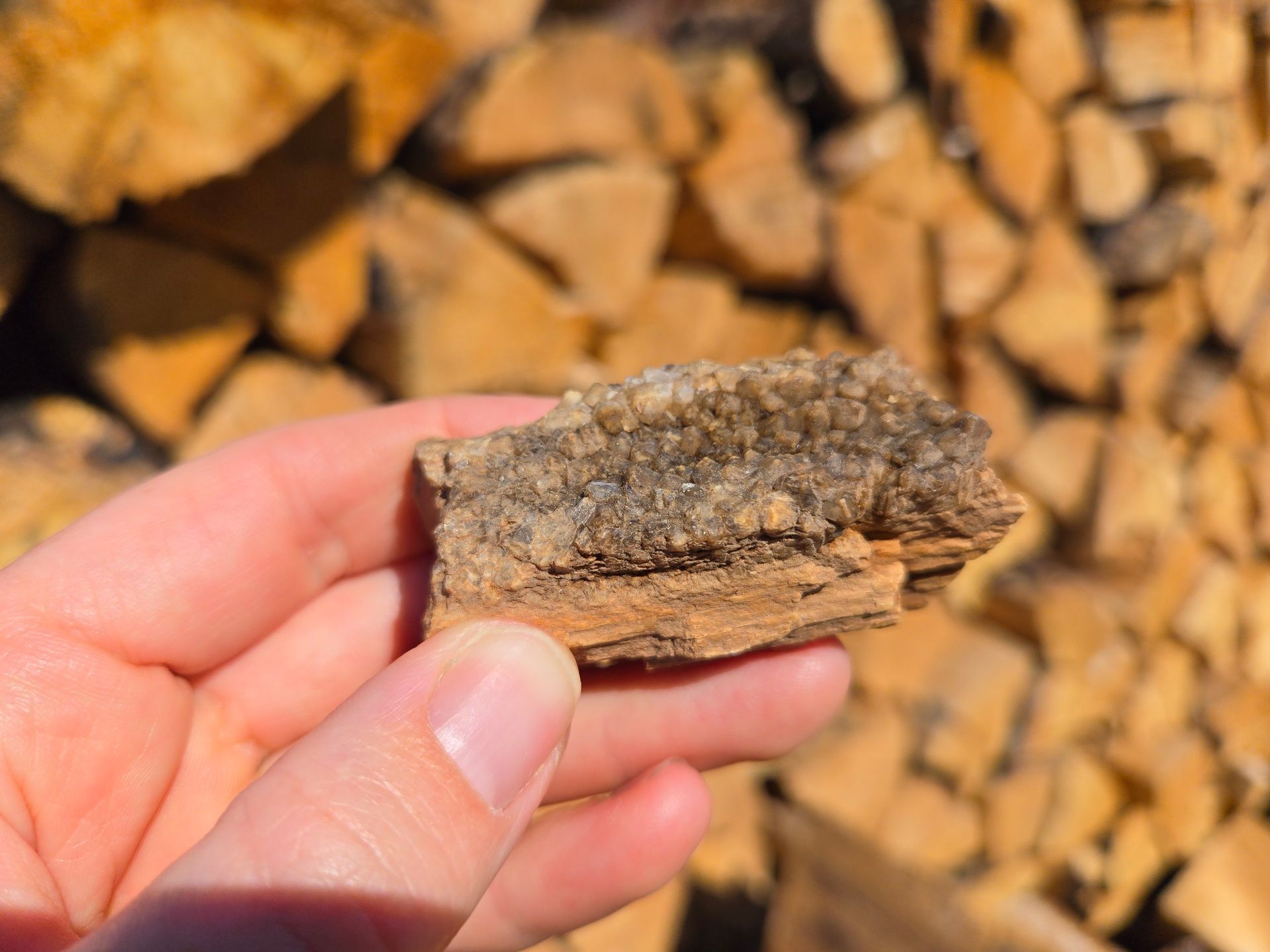 A hand holds a piece  of petrified wood