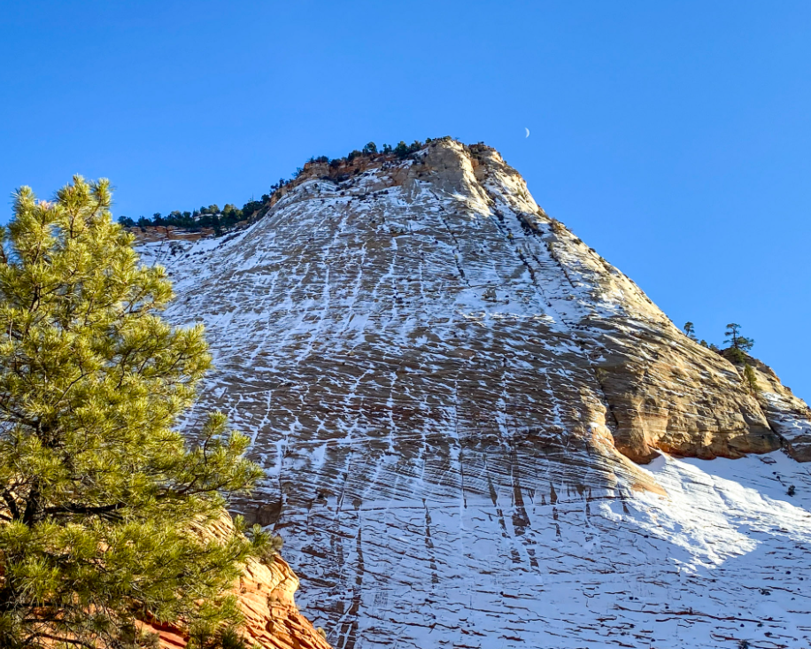 Snow-covered sandstone mountain in Zion National Park with patches of evergreen trees against a bright blue sky.