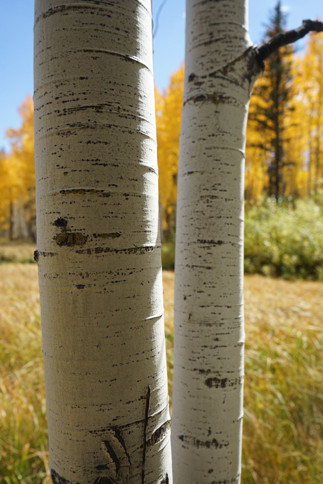 Two white aspen tree trunks with black markings, in front of golden autumn foliage.