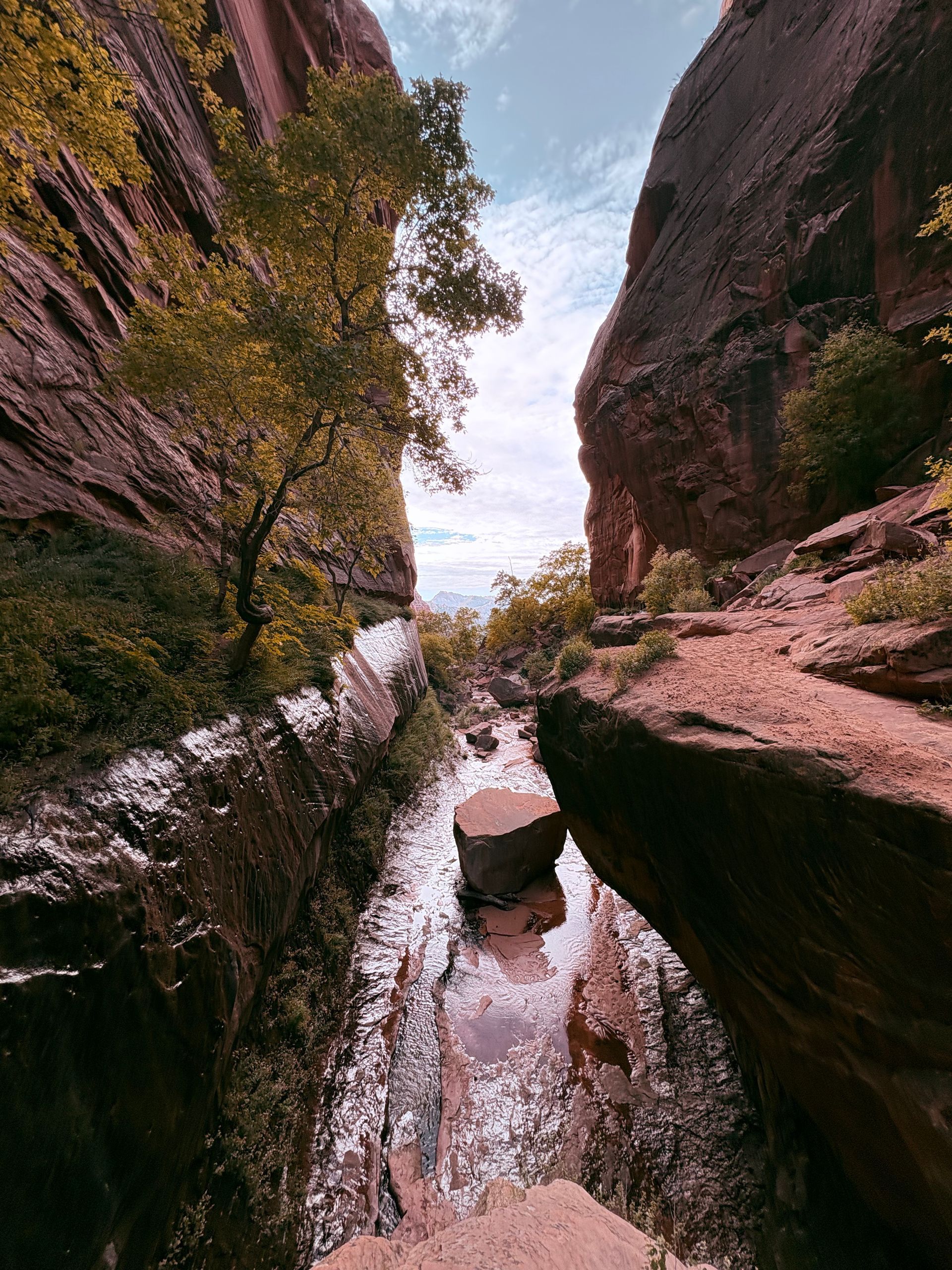 Narrow canyon with red rock walls, water, and a tree reaching towards the sky.