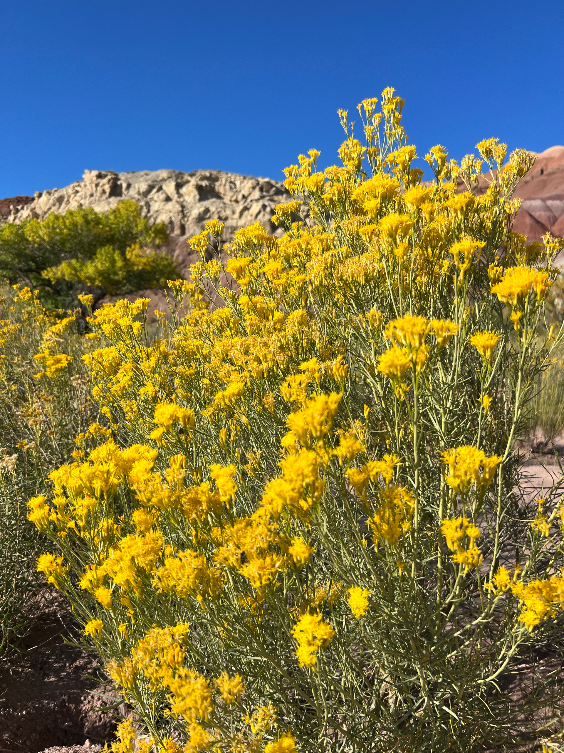 Bright yellow wildflowers in full bloom against a backdrop of tan and red rock formations and a clear blue sky.