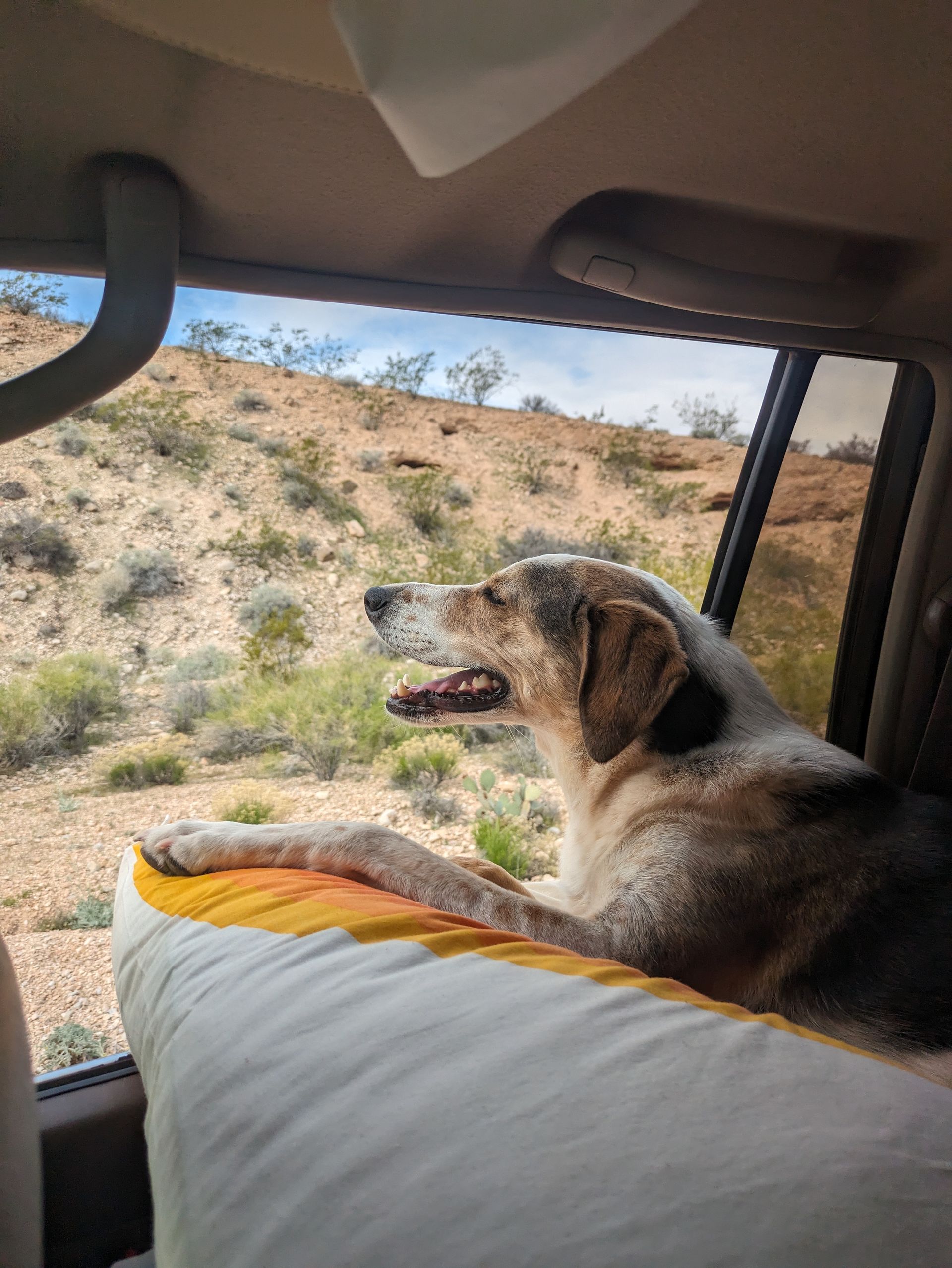 Wren the adventure hound is hanging her head out of the window of a vehicle