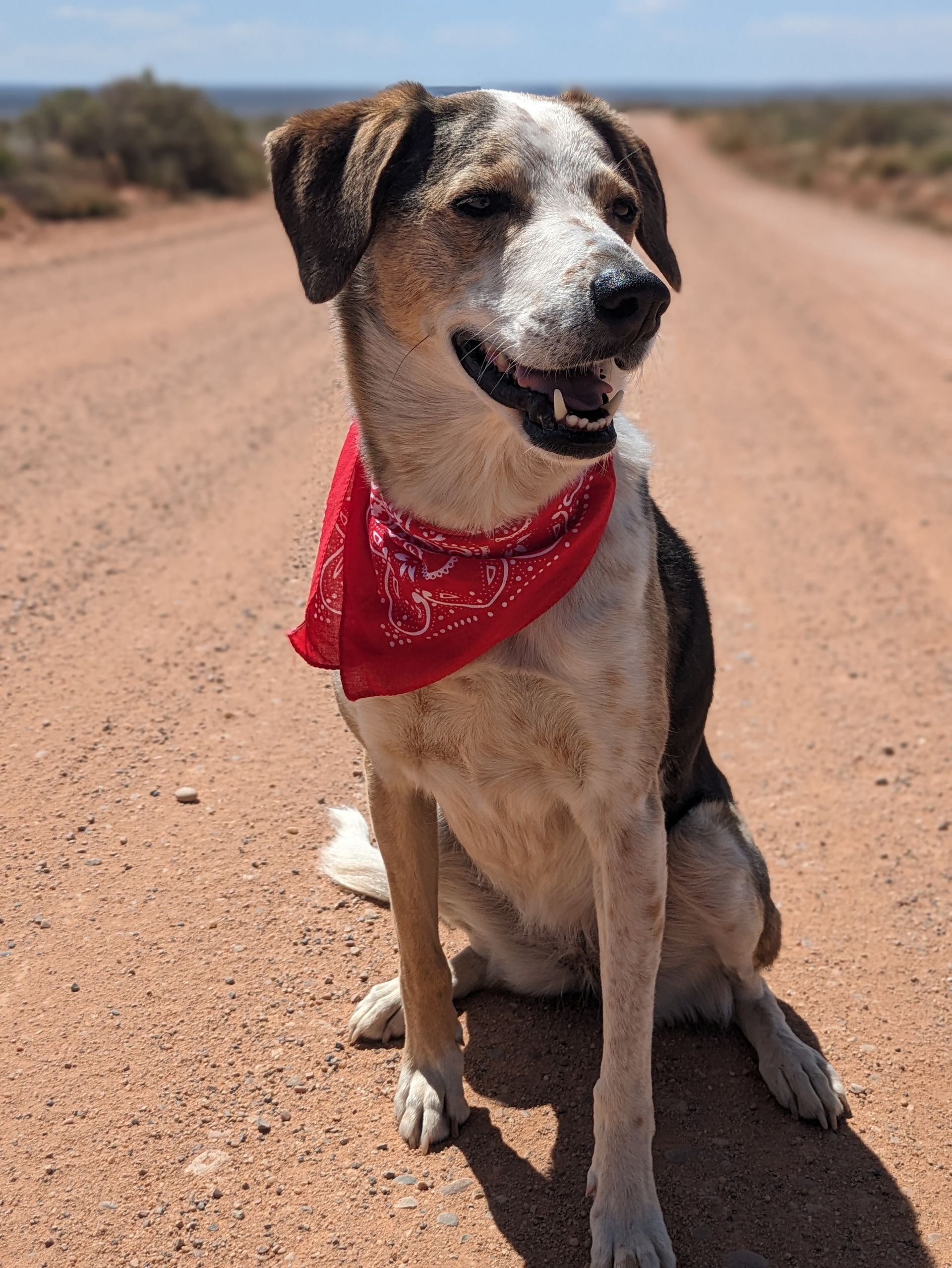 A dog wearing a red bandana is sitting on a dirt road