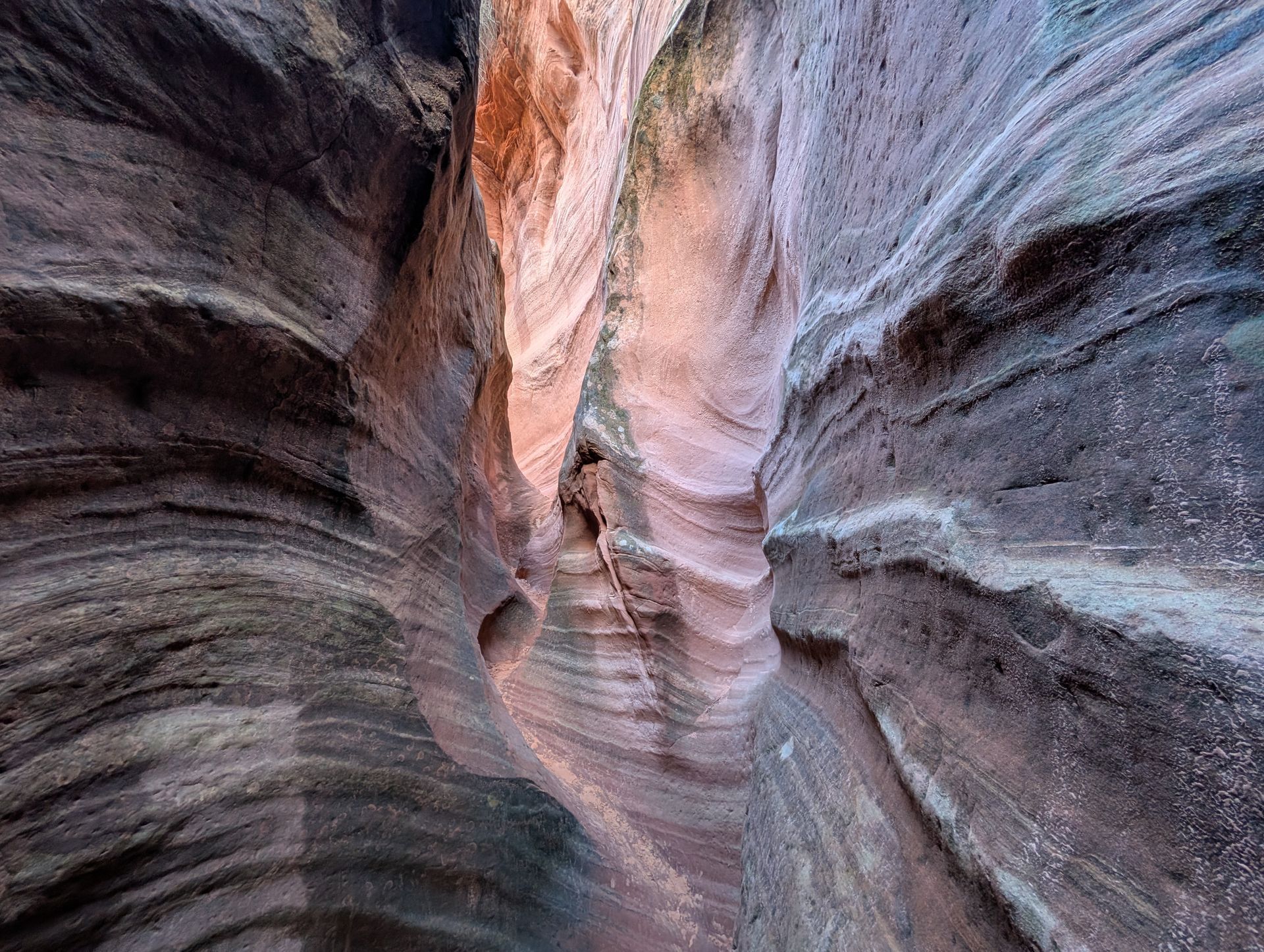 Red wildflowers blooming in a sandy desert environment.