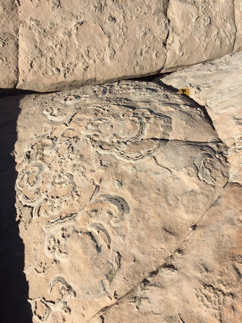 Fossils in the sandstone