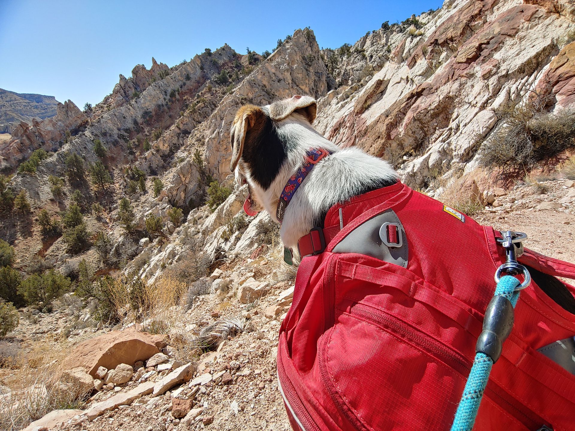 A dog is wearing a red backpack and looking at a mountain.