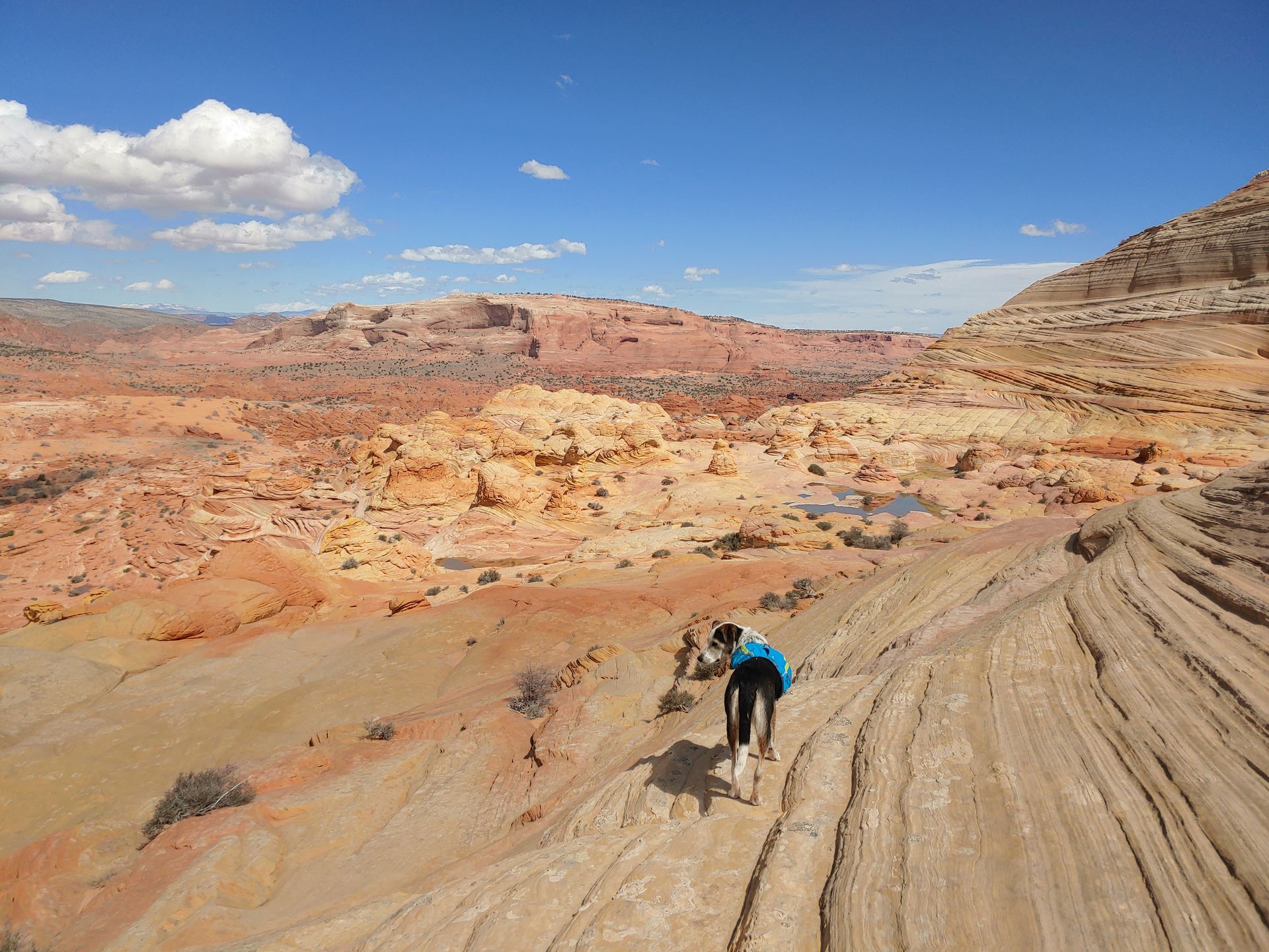 A person is walking up a dirt hill in the desert.