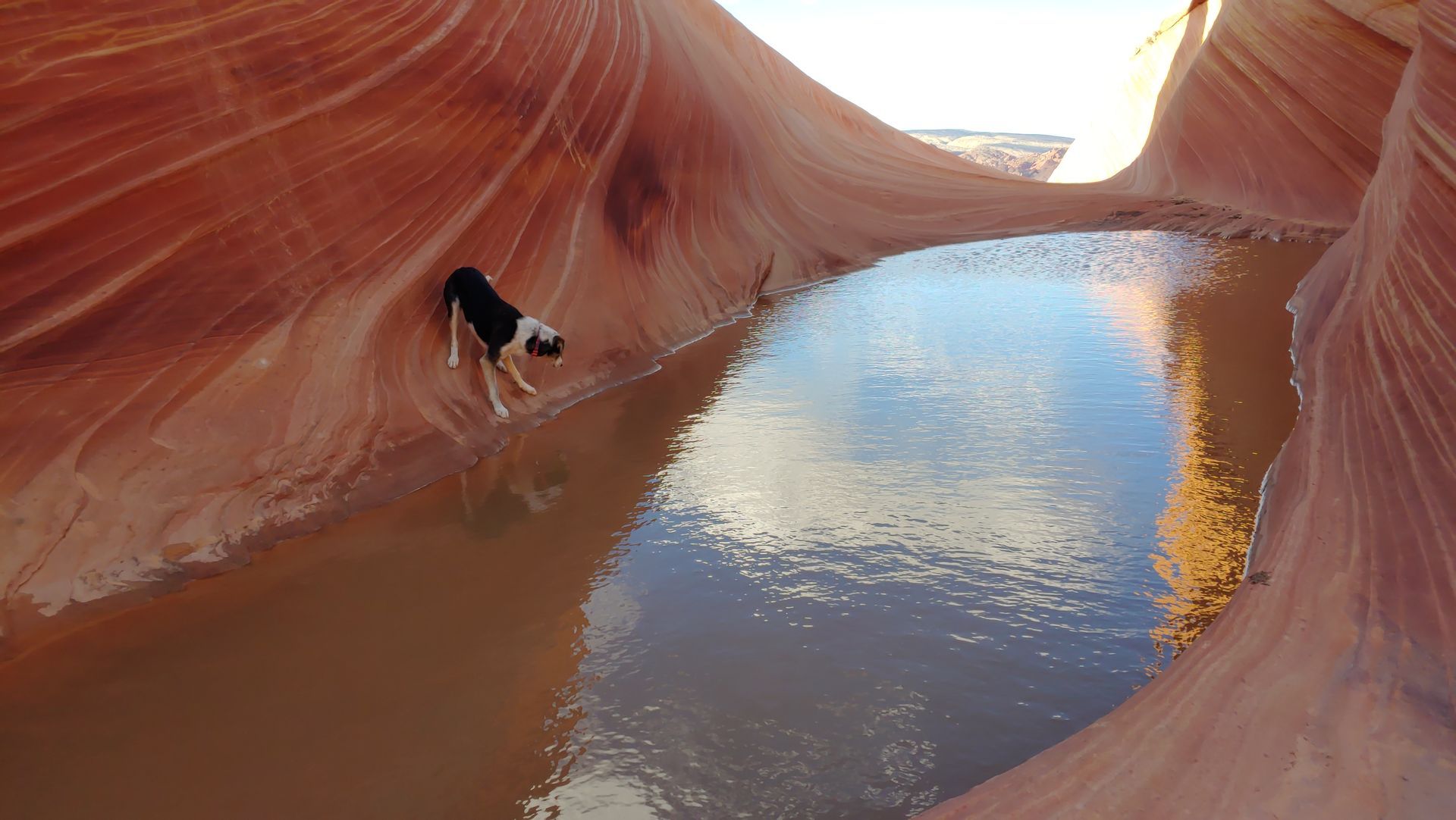 A dog is standing in a puddle of water in a canyon.