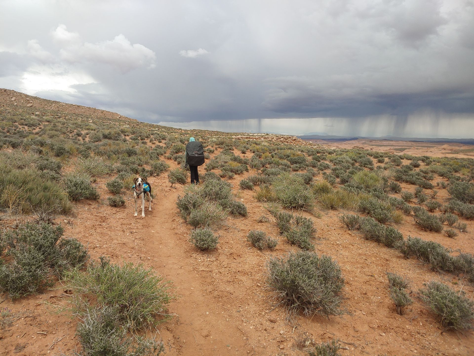 A person and a dog are walking on a dirt path in the desert.