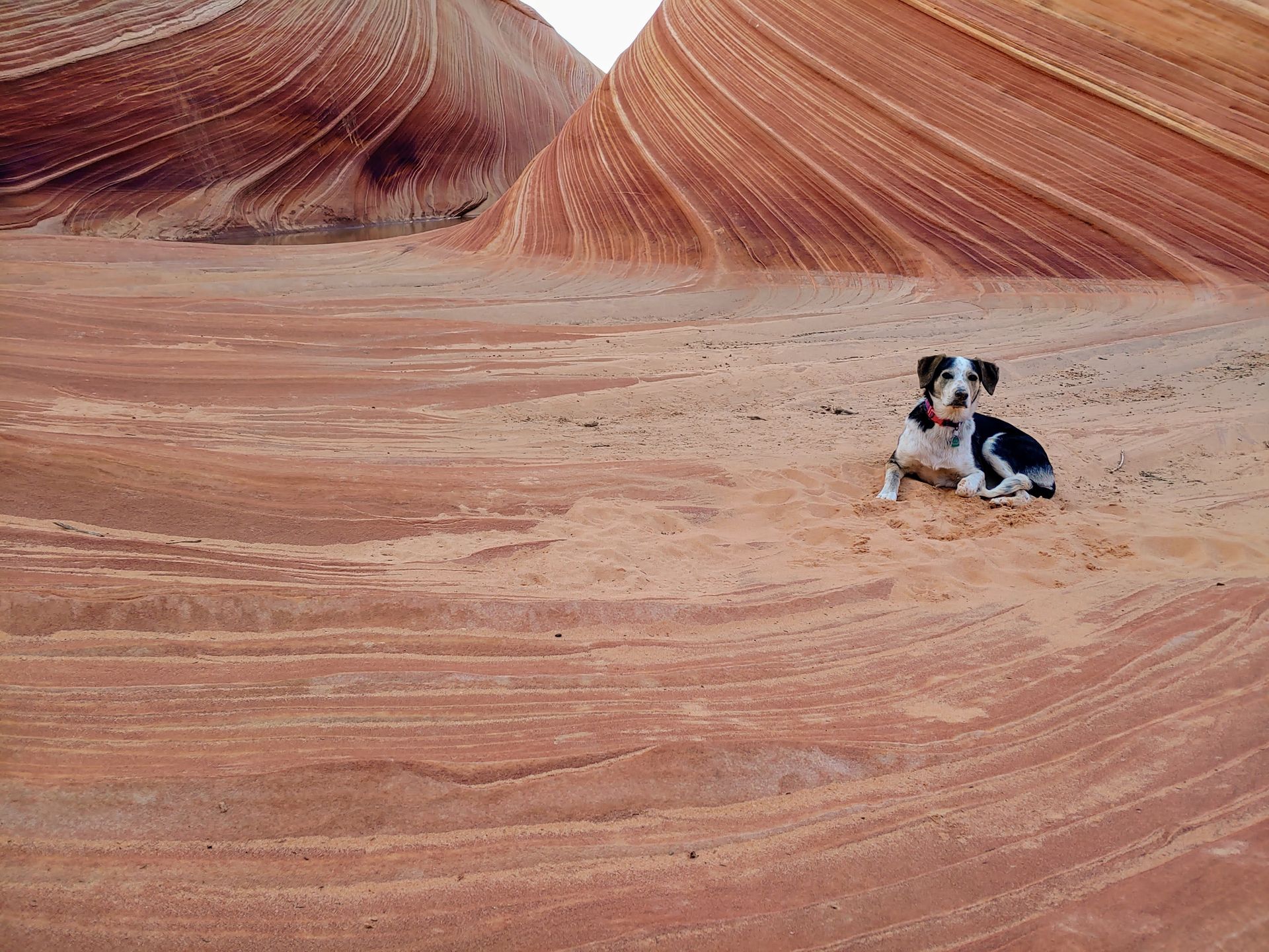 A black and white dog is sitting in the sand in front of a rock formation.