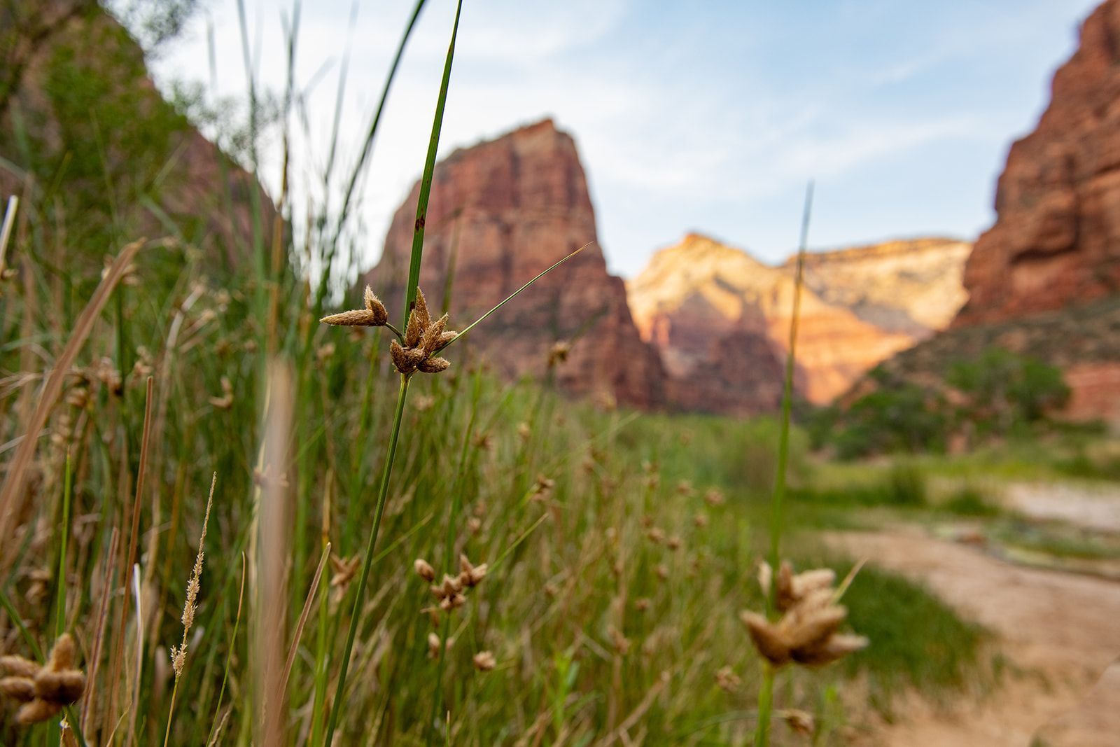 wildlife in Zion