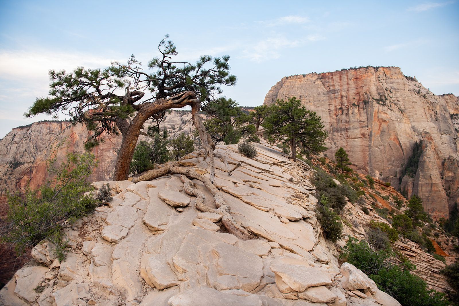 a three and white rock in zion national park