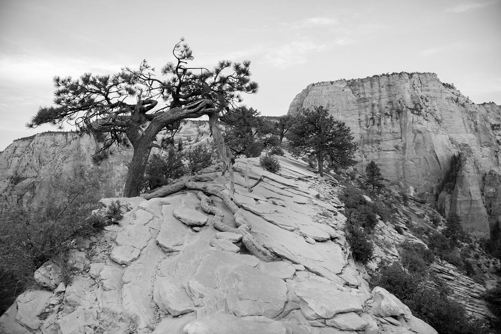 a tree on a mountain zion national park