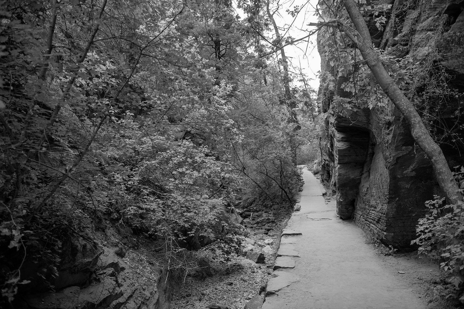 a walking path in zion national park