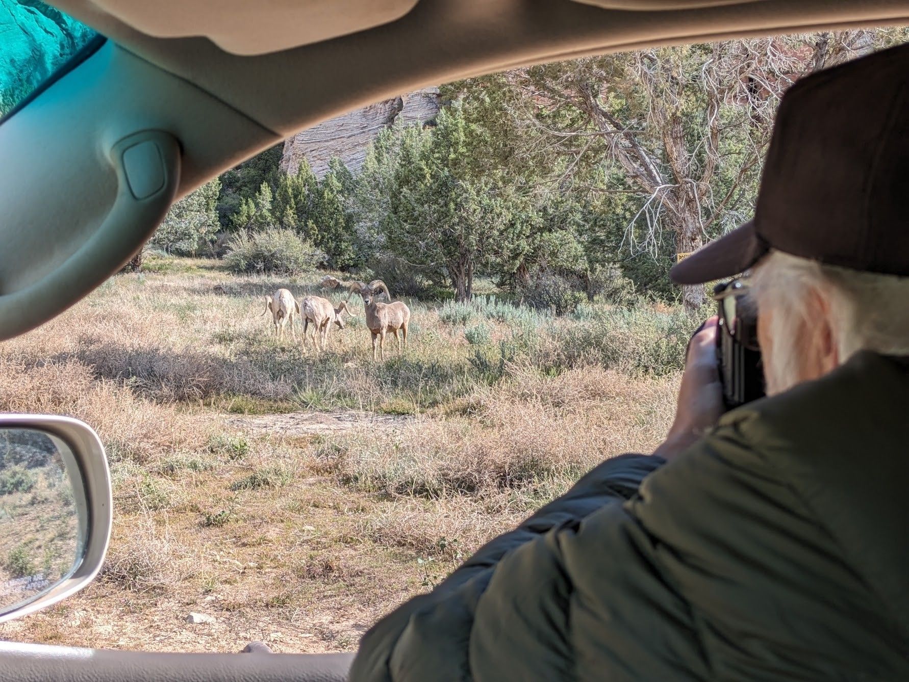 A person photographs big horn sheep from the window of a vehicle