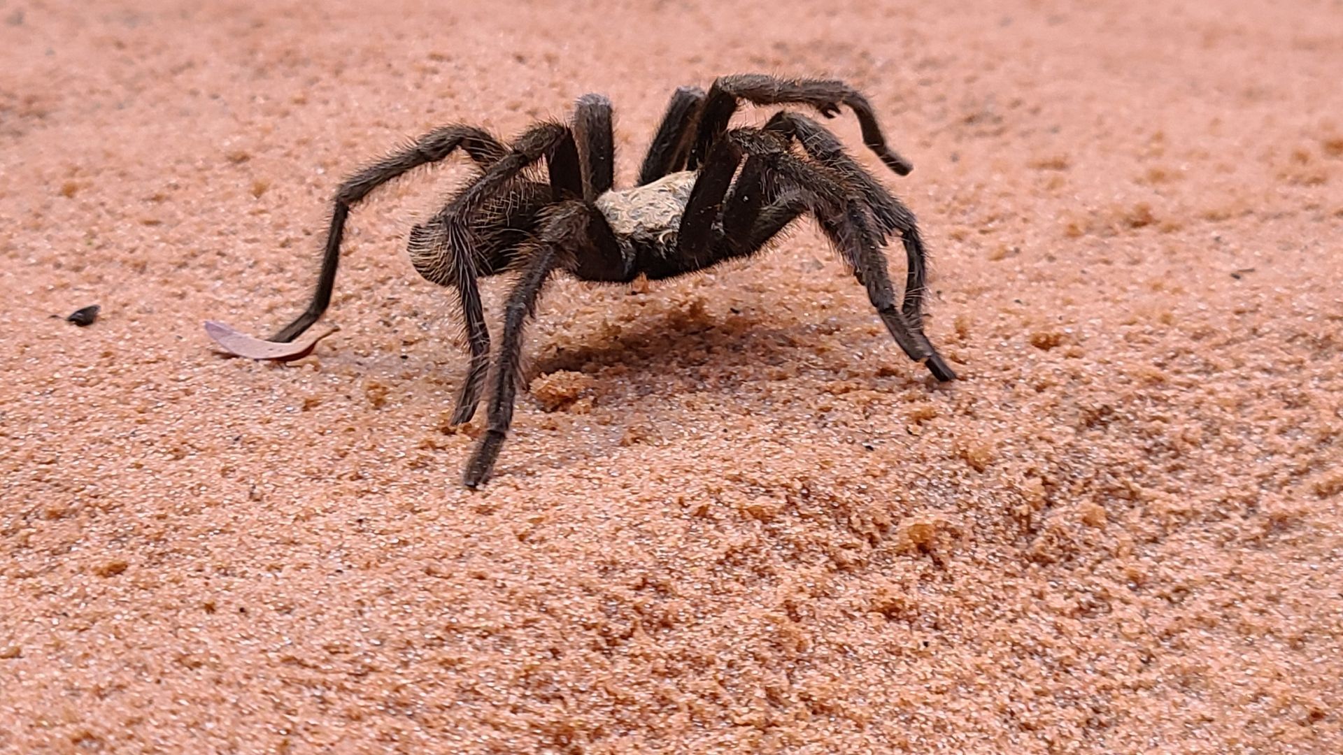 A photo of a tarantula up close walking through orange sand