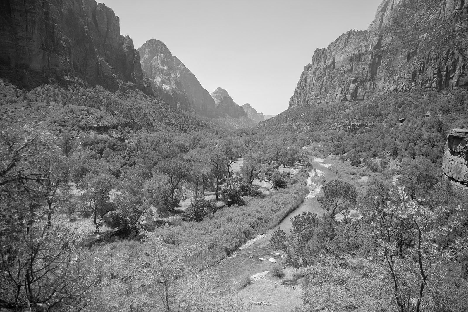 greenery in the valley in zion national park