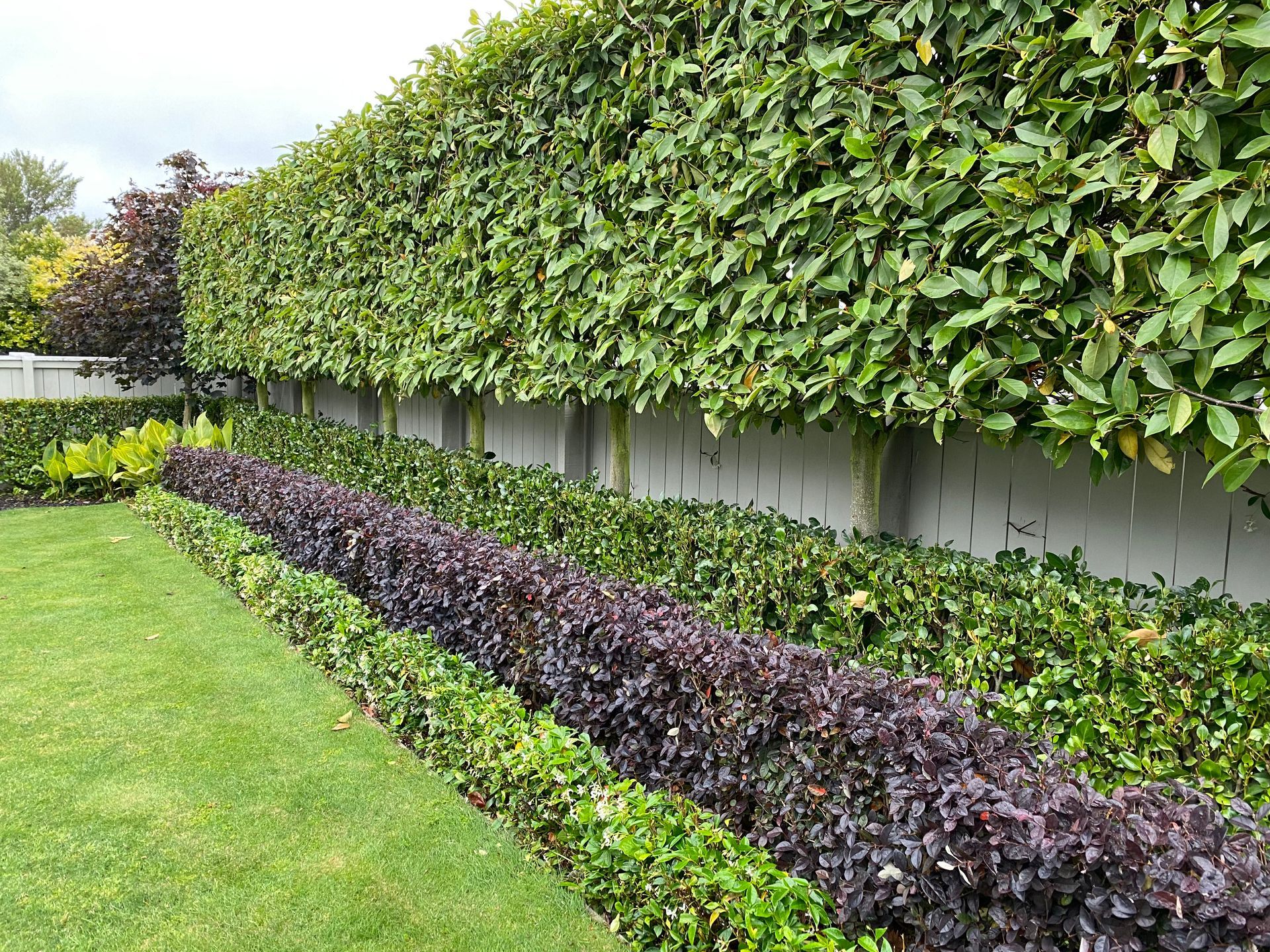 A row of plants growing next to a hedge in a garden.