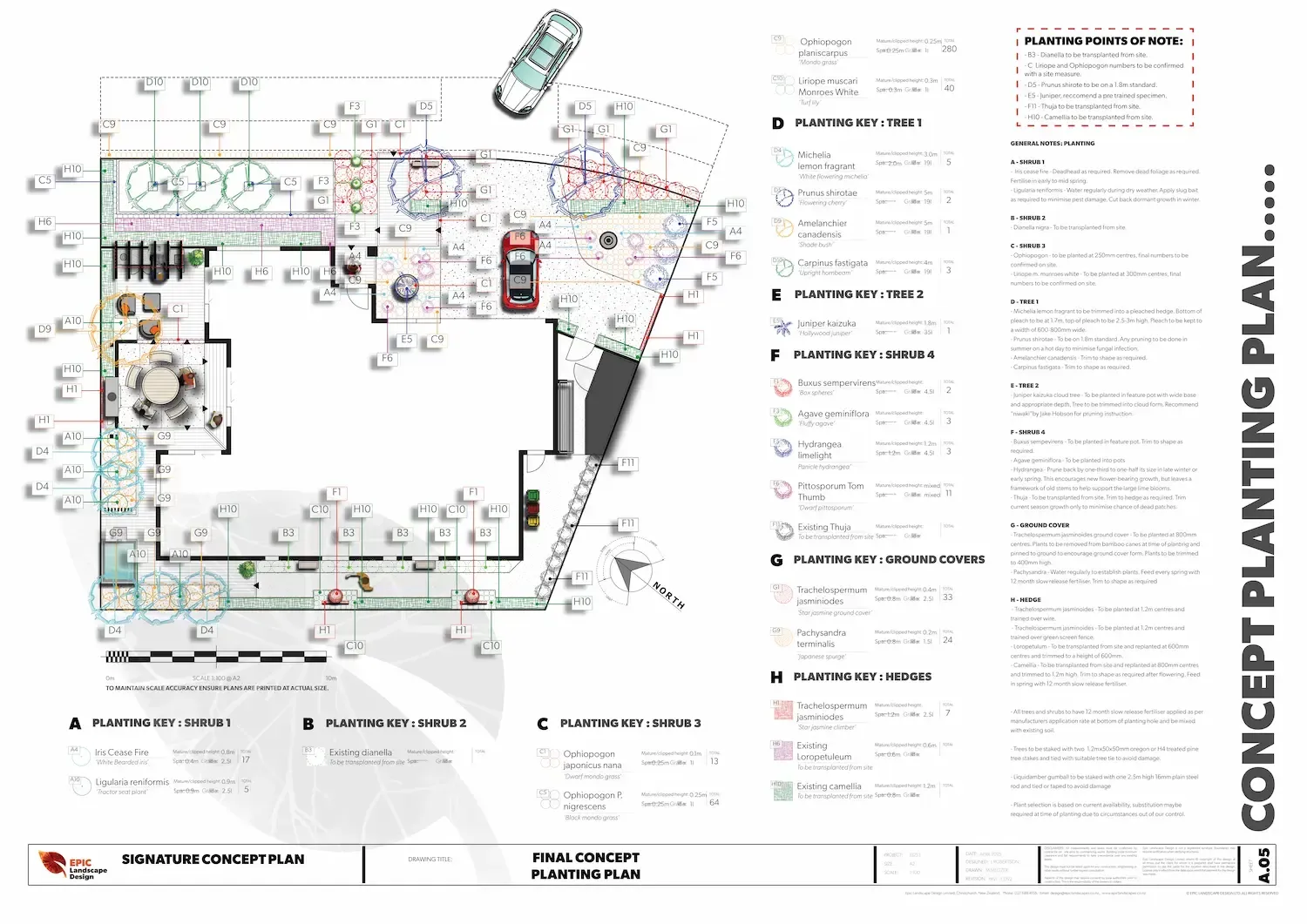 Concept planting plan of a building exterior with trees, walkways, and parked cars.