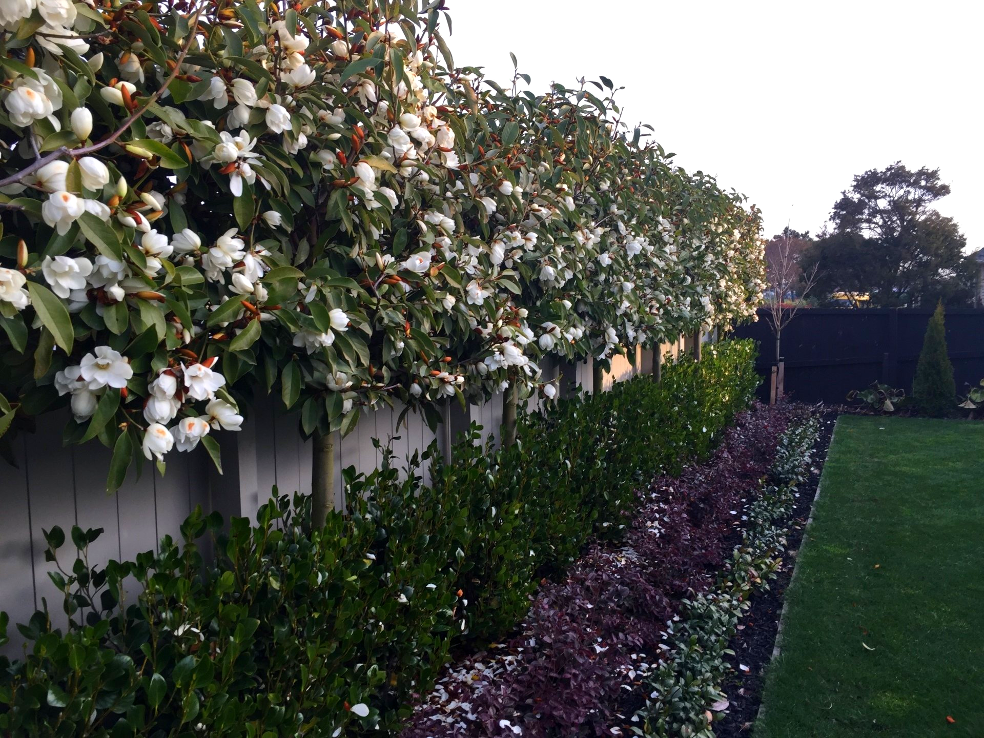 A fence with white flowers and green leaves