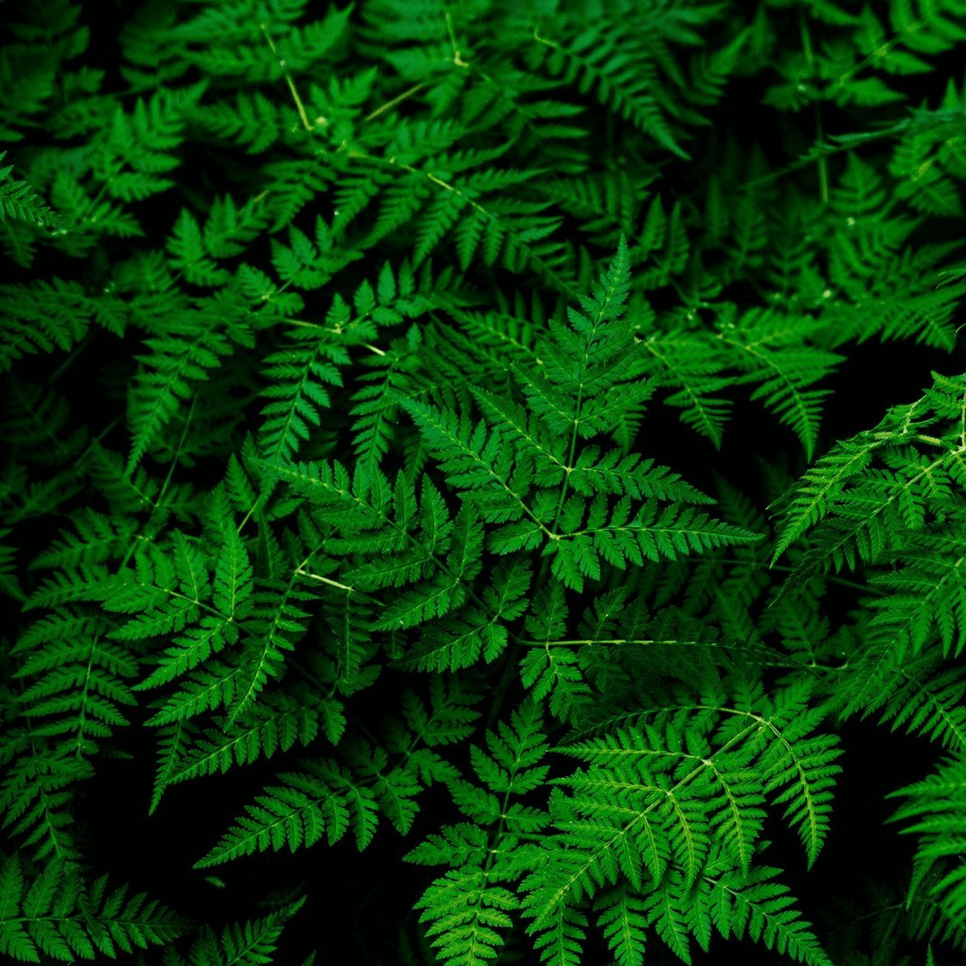 A close up of a bunch of green fern leaves on a black background.