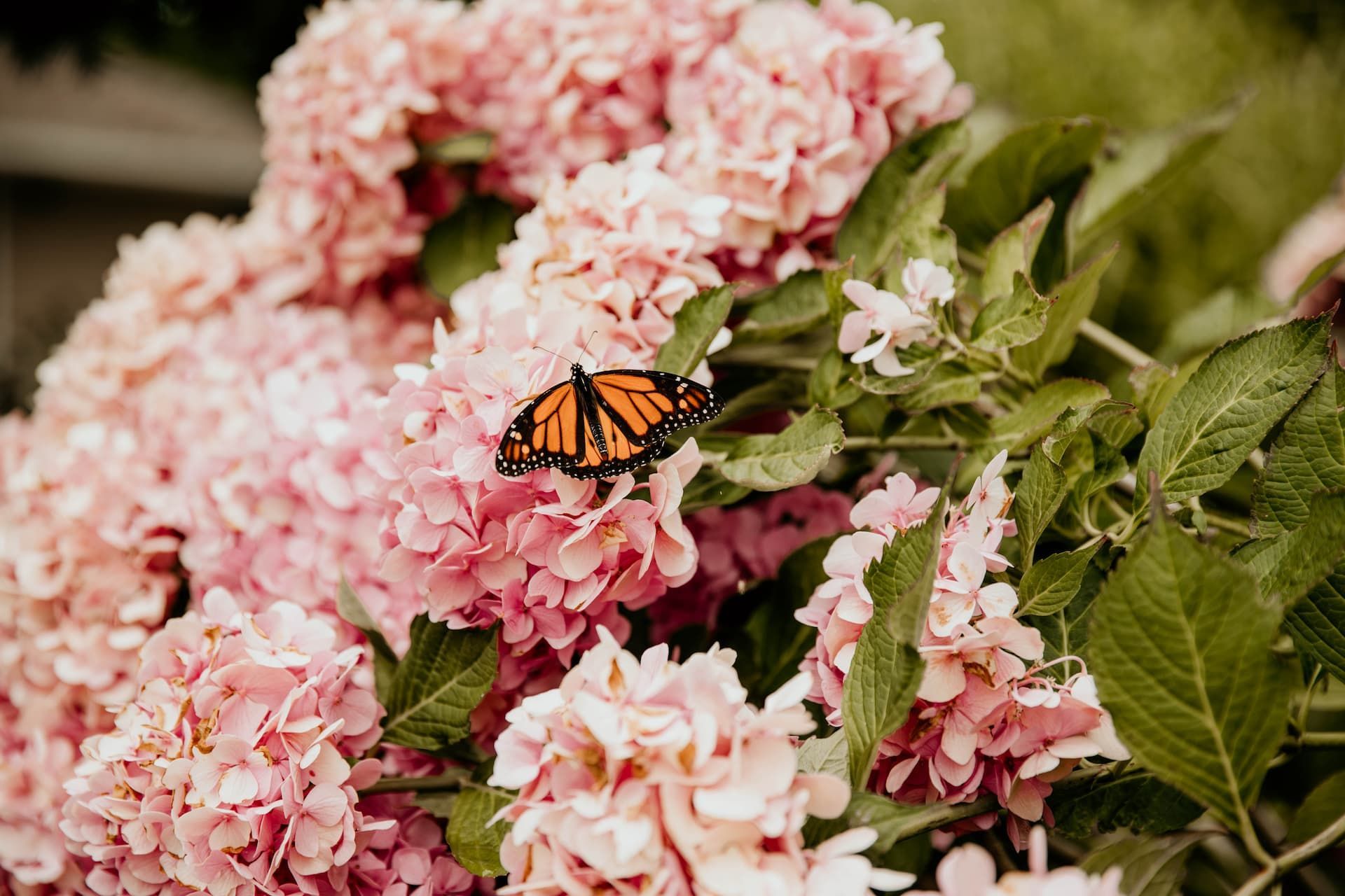 Monarch butterfly resting on pink hydrangea flowers, with green leaves in a garden.
