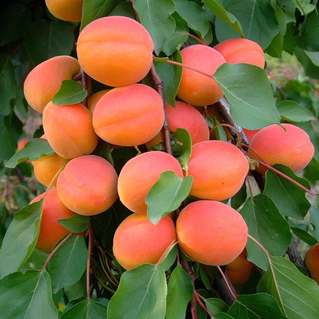 Commerce d'abricots du Valais