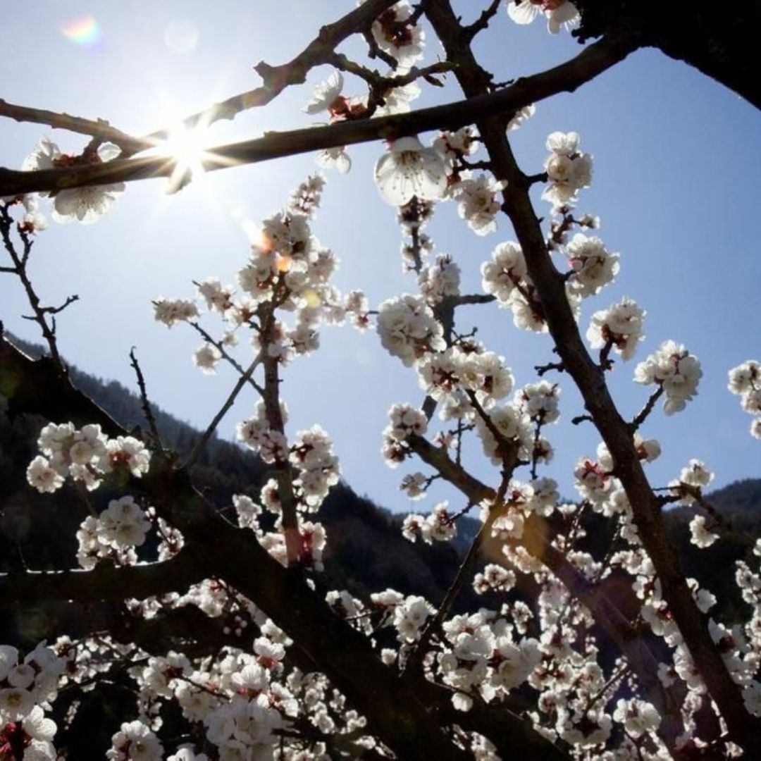 Abricotiers saxon suisse