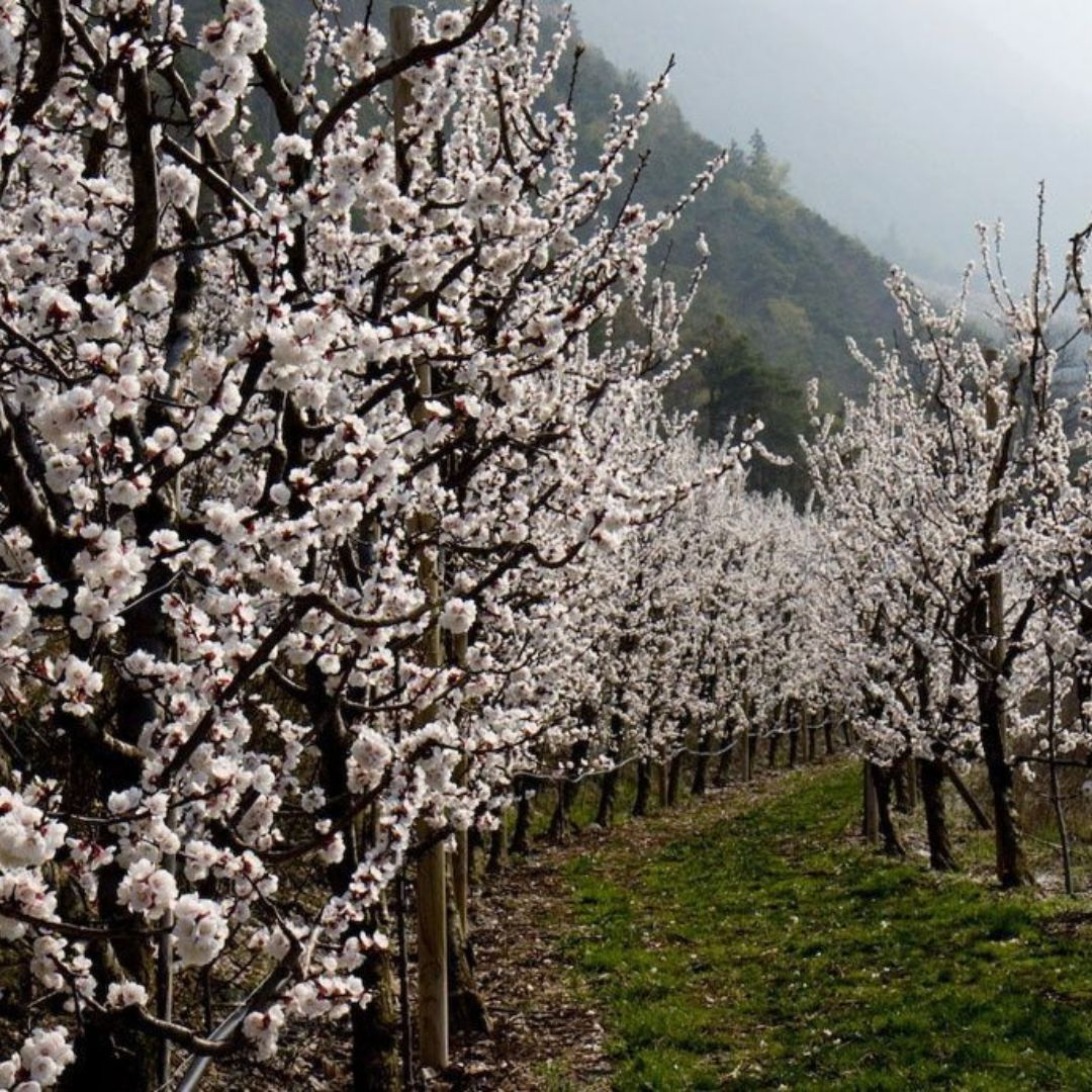 Arbres fruitiers en fleurs abricotiers