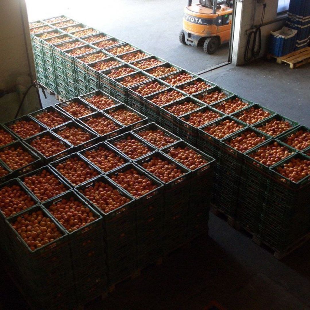 Cueillette d'abricots