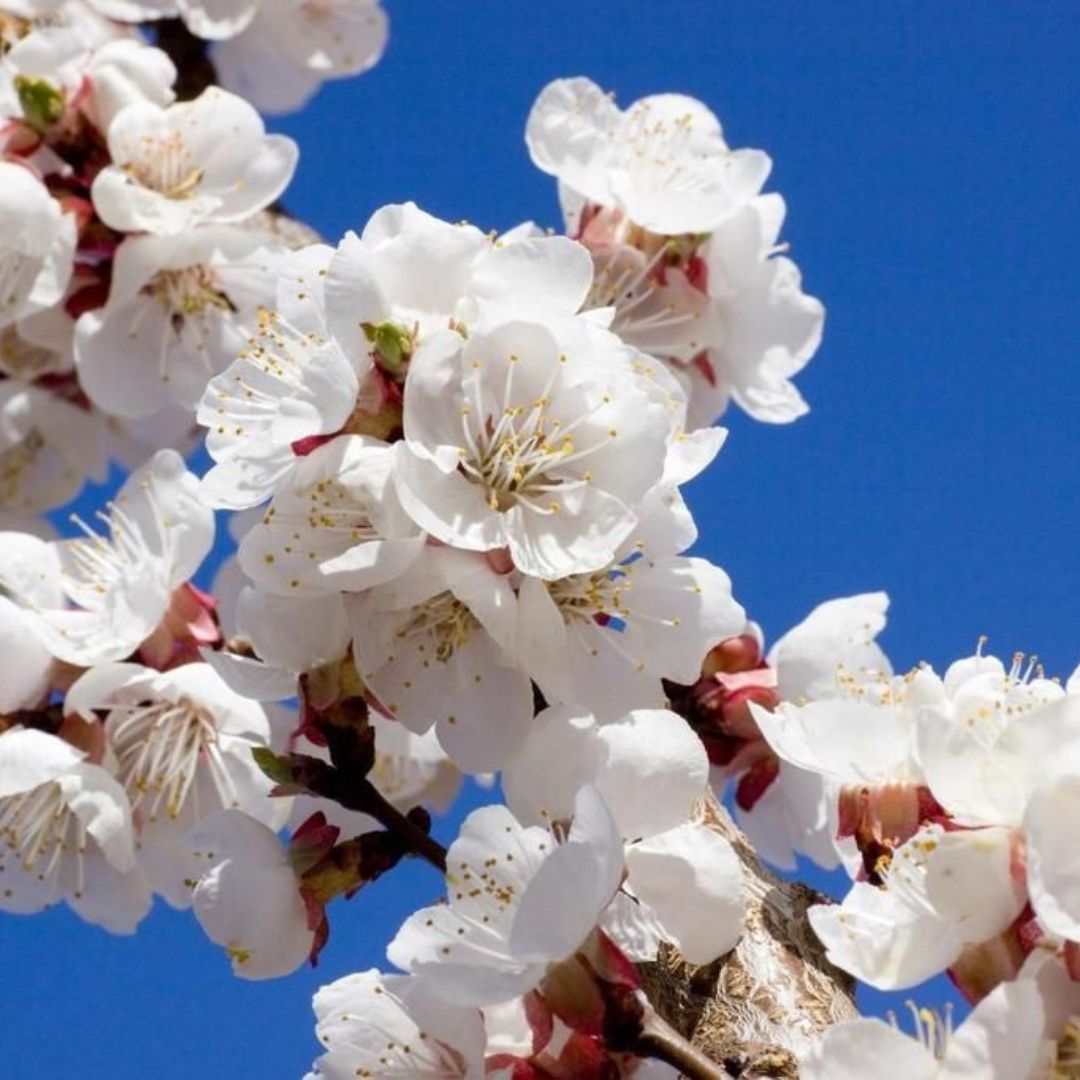 Abricots  Fruitex Saxon