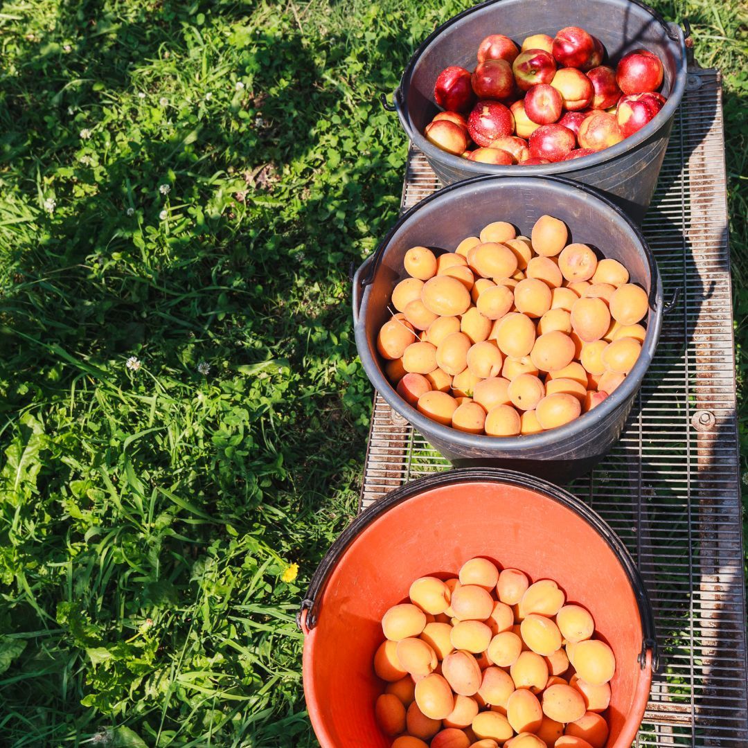 Vente d'abricots Saxon