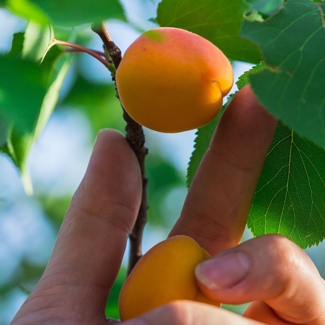 Abricots bergarouge Suisse Valais