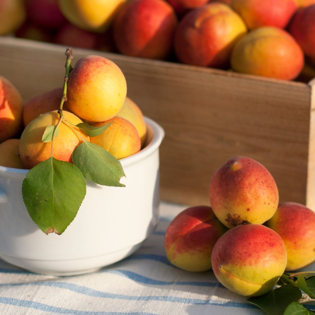 Abricots goldrich Saxon