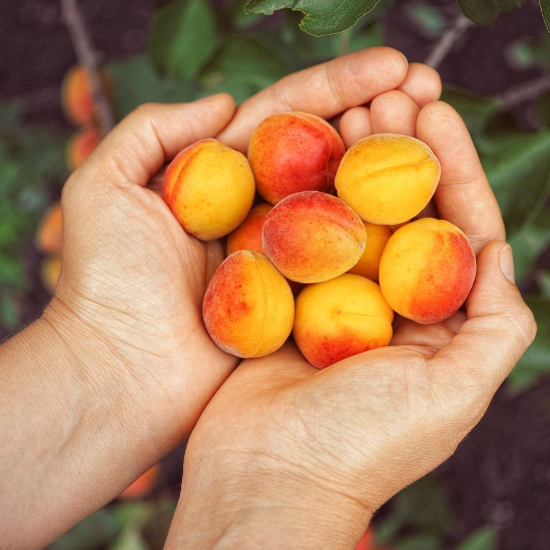 Vente en gros d'abricots en Suisse romande