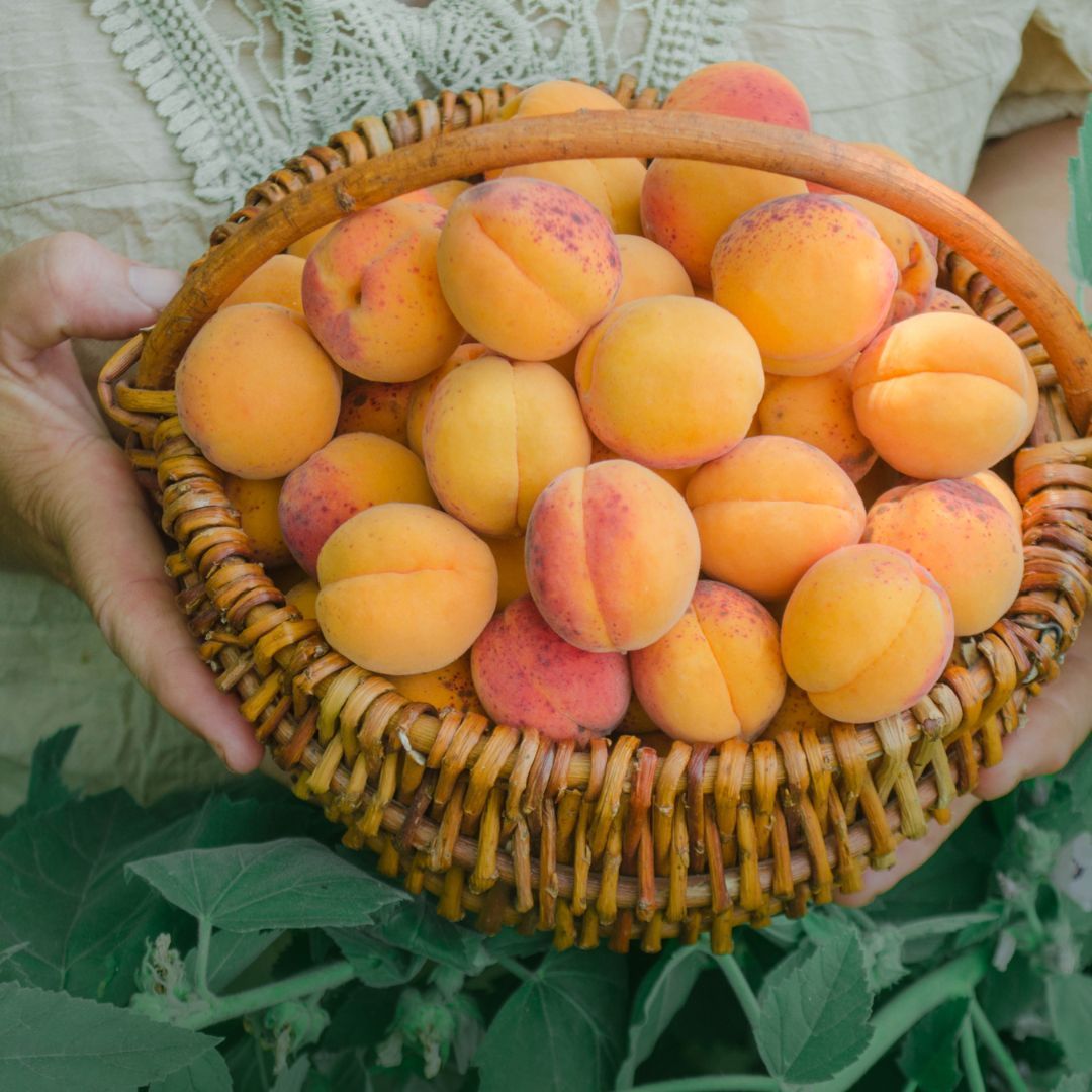 Abricots luizet Saxon Valais