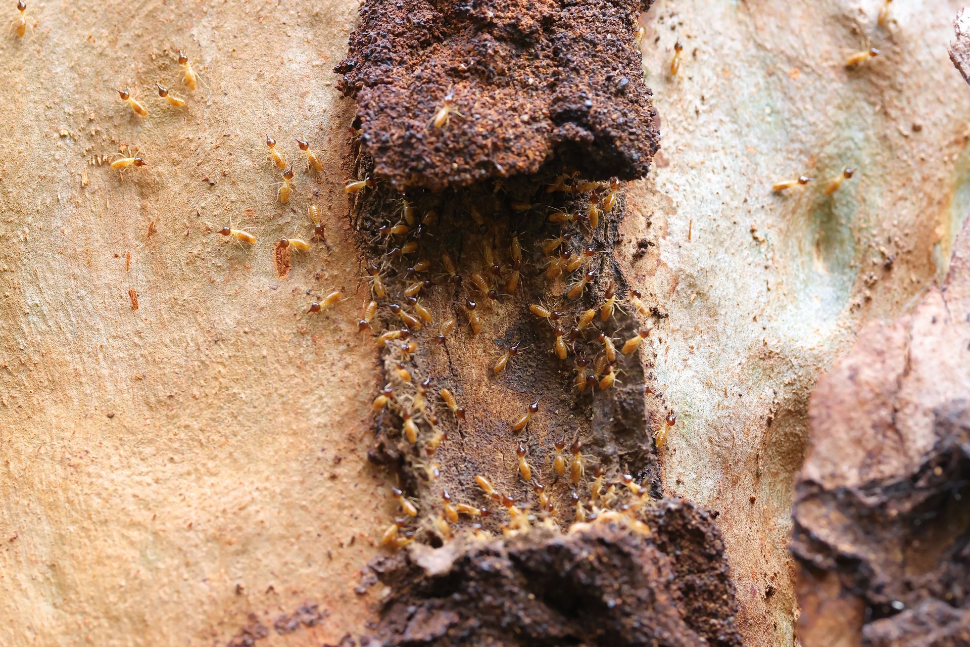 Termites are crawling on a piece of wood — Gold Coast, QLD — EBS Queensland