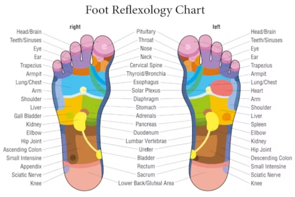 Reflexology Workspace