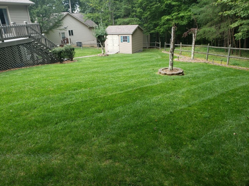 A lush green lawn with a shed in the background and a house in the background.