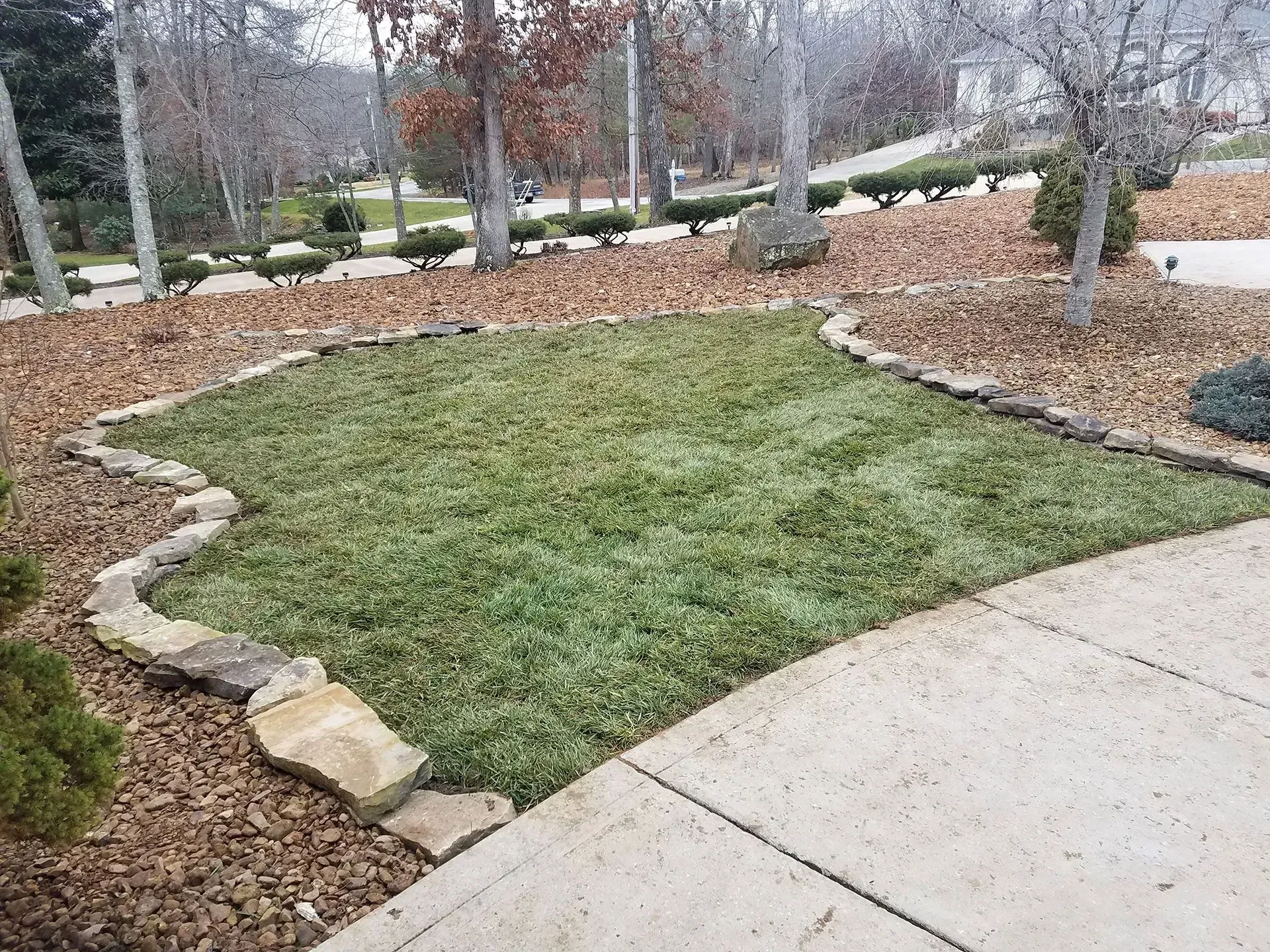 A lush green lawn is surrounded by rocks and mulch next to a sidewalk.