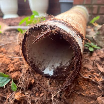 Cut PVC pipe surrounded by dirt and roots, likely damaged by tree roots.