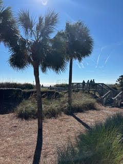 Outdoor park with palm trees, grass and blue sky. There are people walking in the background.