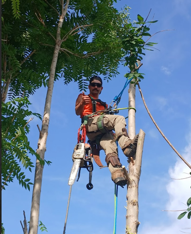 Arborist in orange safety vest, climbing a tree with a chainsaw, blue sky background.