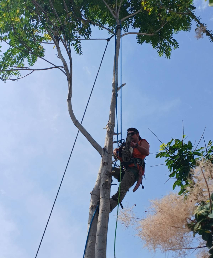 Arborist in a harness cutting a tree with a chainsaw against a blue sky.