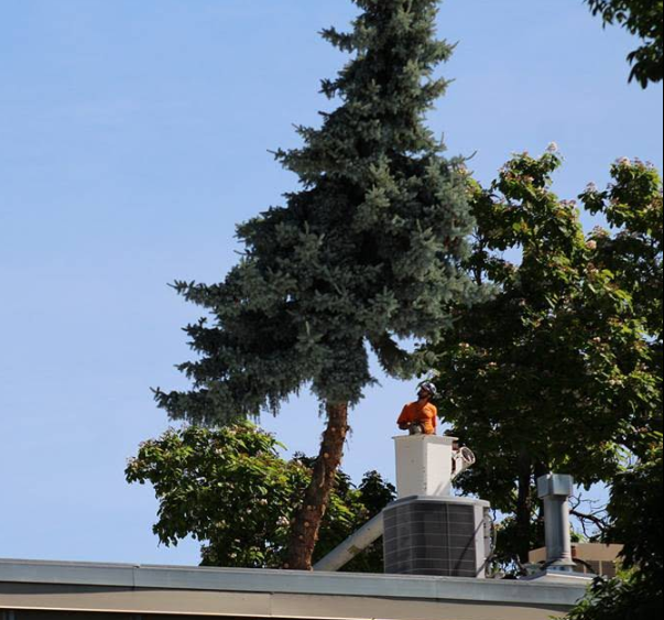 Person in bucket truck trimming a tall evergreen tree on a building's rooftop.