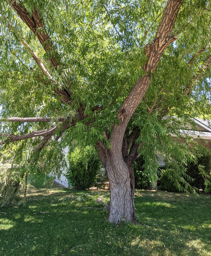 Mature willow tree with drooping green leaves, trunk in a grassy yard.