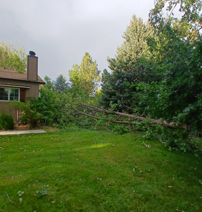 Fallen tree across yard, near house. Green grass, gray sky, brown brick chimney, and tall green trees.