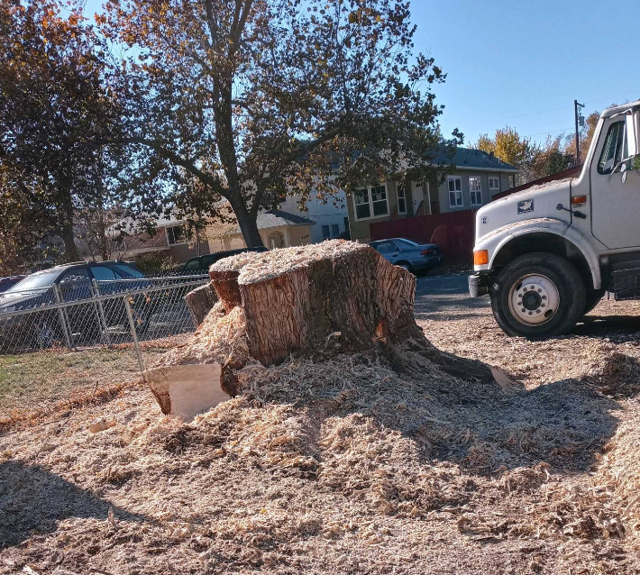A large tree stump covered in wood chips next to a white truck on a sunny day.
